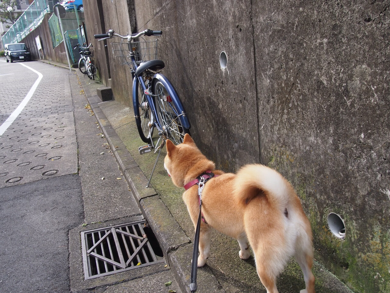 开云真人-【悬空球新战术】野手运用新规则迎战变化中的比赛格局！，悬空钓悬空钓法