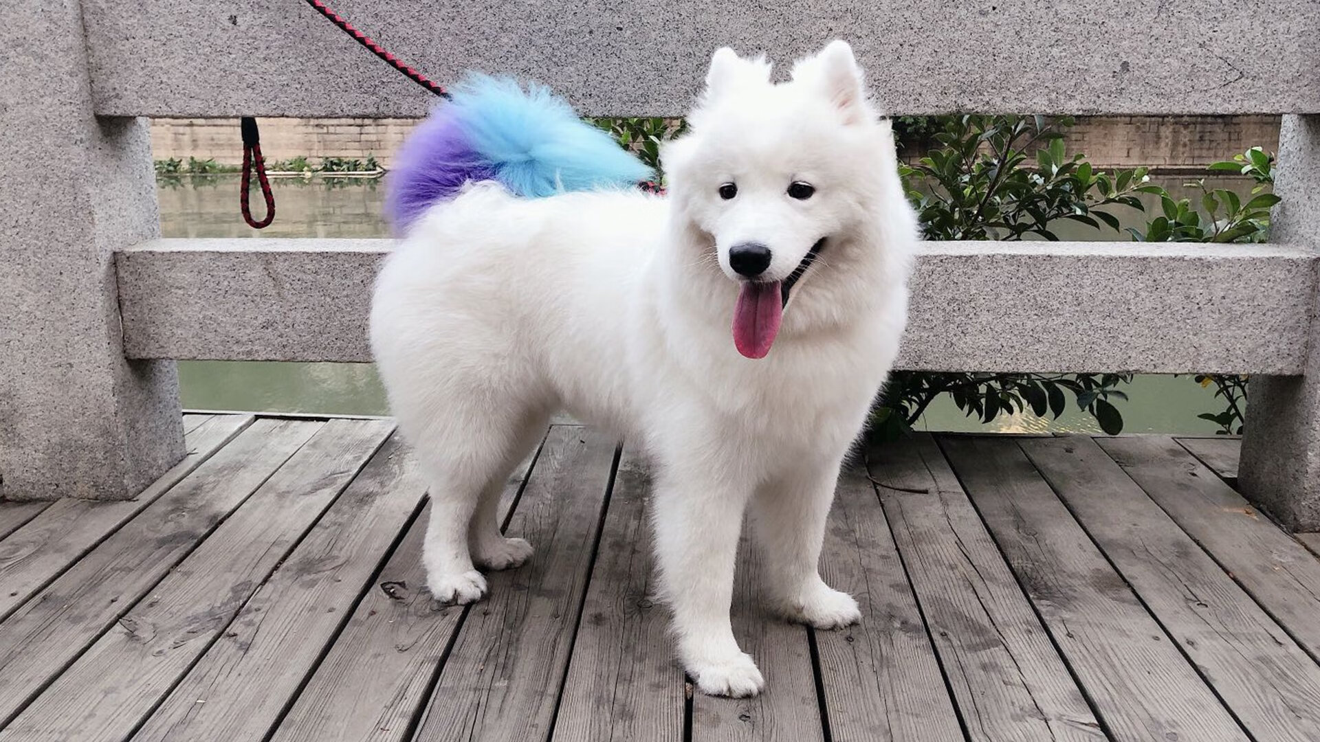 天幕空中飞盘赛:空中竞技新潮流